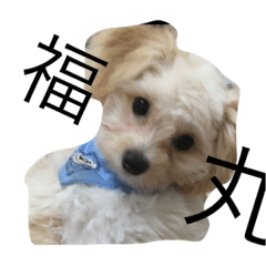 [LINEスタンプ] 福丸です。笑