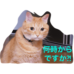 [LINEスタンプ] ミュウとそらとアロン  2