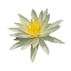 [LINEスタンプ] White Flower imagesの画像（メイン）