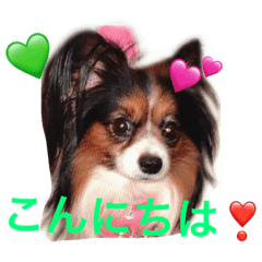 [LINEスタンプ] 可愛いパピヨン レオ