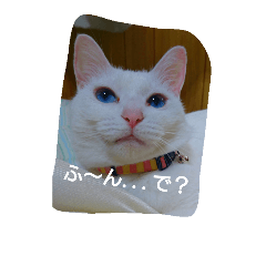 [LINEスタンプ] うちの子が1番可愛い