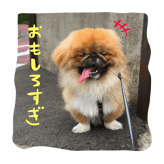 [LINEスタンプ] 愛犬ボス