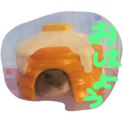 [LINEスタンプ] 日常で使えるかわいいハムスタースタンプ
