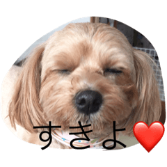 [LINEスタンプ] くーちゃんの生活