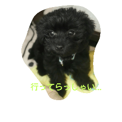 [LINEスタンプ] ヨーキーとトイプードル
