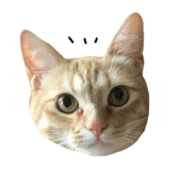 [LINEスタンプ] ヒデヨシと茶々