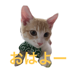 [LINEスタンプ] はじめましてきなこです