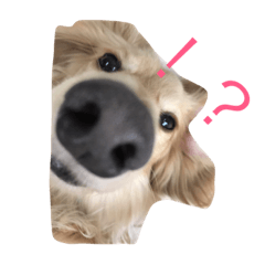 [LINEスタンプ] 可愛いはくです！！
