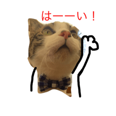 [LINEスタンプ] にゃんだFURU