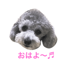 [LINEスタンプ] トイプードル シルバーちゃい
