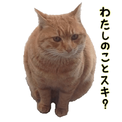 [LINEスタンプ] a cat named muuchan.