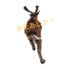 [LINEスタンプ] 鹿さん(奈良で撮影したシカです)