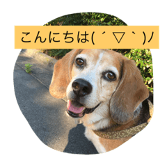 [LINEスタンプ] ハリーおじさんの楽しいスタンプです