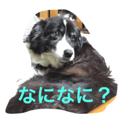[LINEスタンプ] ボーダーの気持ち