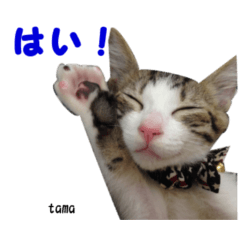 [LINEスタンプ] tama ＆ chi 2