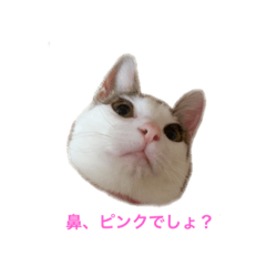 [LINEスタンプ] ニャーちゃん達-1の画像（メイン）