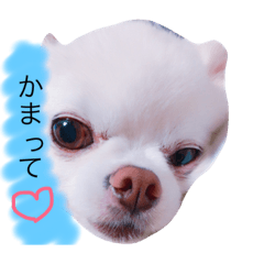 [LINEスタンプ] 愛犬こた