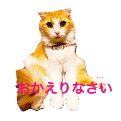 [LINEスタンプ] わんにゃんライフスタンプ