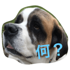 [LINEスタンプ] wan.wan