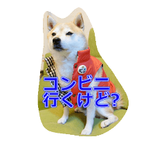 [LINEスタンプ] 豆柴ビーン家の日常会話♪