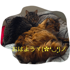 [LINEスタンプ] 犬猫大好き