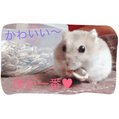 [LINEスタンプ] 可愛いハムスターセントくん