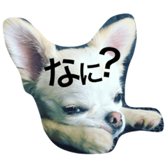 [LINEスタンプ] チワワのコロちゃん