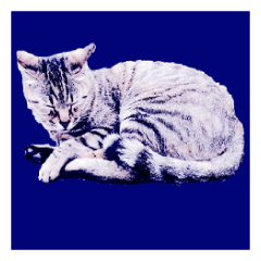 [LINEスタンプ] Colorful cat images(Taiwanese version)の画像（メイン）