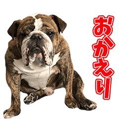 [LINEスタンプ] ブルドッグのボン