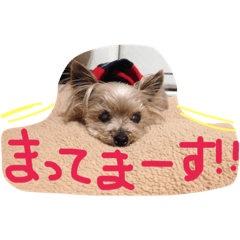 [LINEスタンプ] かわいい愛犬たち♡2