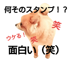 [LINEスタンプ] ポメラニアンDuffy黒と赤 その12