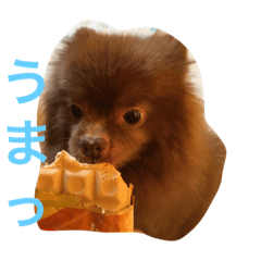 [LINEスタンプ] ショコフラ