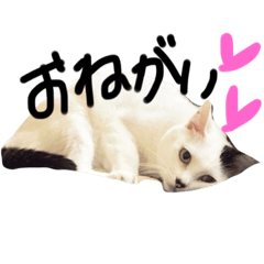[LINEスタンプ] でですけとおもちのスタンプ
