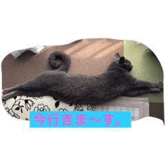 [LINEスタンプ] 灰色ねこハク