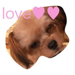 [LINEスタンプ] 愛犬まりん