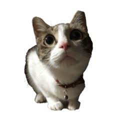 [LINEスタンプ] あん助