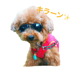 [LINEスタンプ] トイプードルジルの 使えるお返事パート8