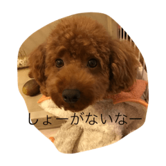 [LINEスタンプ] 愛犬 トイプードル