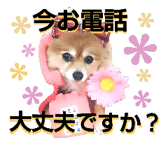 [LINEスタンプ] ポメラニアンDuffy黒と赤 敬語編その13