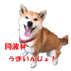 [LINEスタンプ] 柴犬の阿波弁