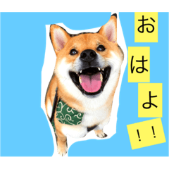 [LINEスタンプ] タテガミうさぎうーたんと柴犬ころまる1
