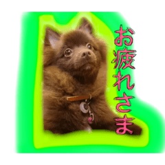 [LINEスタンプ] 謎犬ししまる01