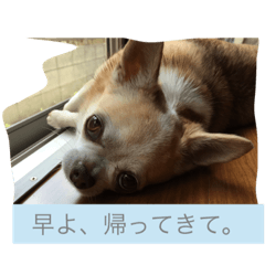 [LINEスタンプ] チワワのマツコさん