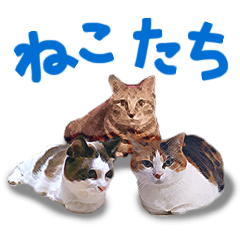 [LINEスタンプ] 三毛猫りんちゃんと仲間たち