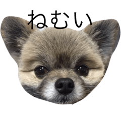 [LINEスタンプ] ポメラニアンちゅぷ・モコ