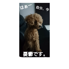 [LINEスタンプ] 我が家の犬-エ- 季節と小さい頃と今編の画像（メイン）