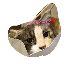 [LINEスタンプ] 猫好きなアキコさんへ