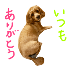 [LINEスタンプ] ダップーのさくらちゃん②