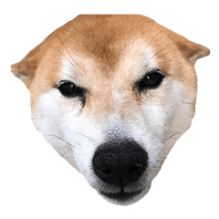 [LINEスタンプ] 柴犬の吹き出し