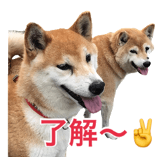 [LINEスタンプ] 素直すぎる柴犬